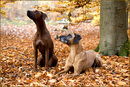 Herbstspaziergang