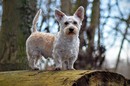 mein Hund muss imer wieder ran :-9