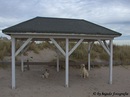Fotos_Hunde