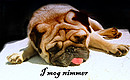 Fotos_Hunde