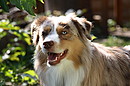 Australian Shepherd "Elvis"