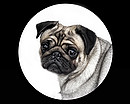 Fotos_Hunde