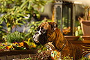 Buck am Balkon
