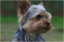 Fotos_Hunde