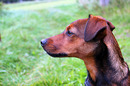 Fotos_Hunde