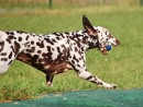 Fotos_Hunde