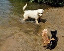 Fotos_Hunde