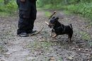 Fotos_Hunde