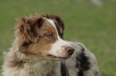 Australian Shepherd "Amy"