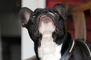 Fotos_Hunde