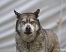 Fotos_Hunde