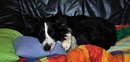 Fotos_Hunde