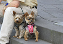 Fotos_Hunde