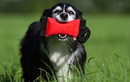 Fotos_Hunde