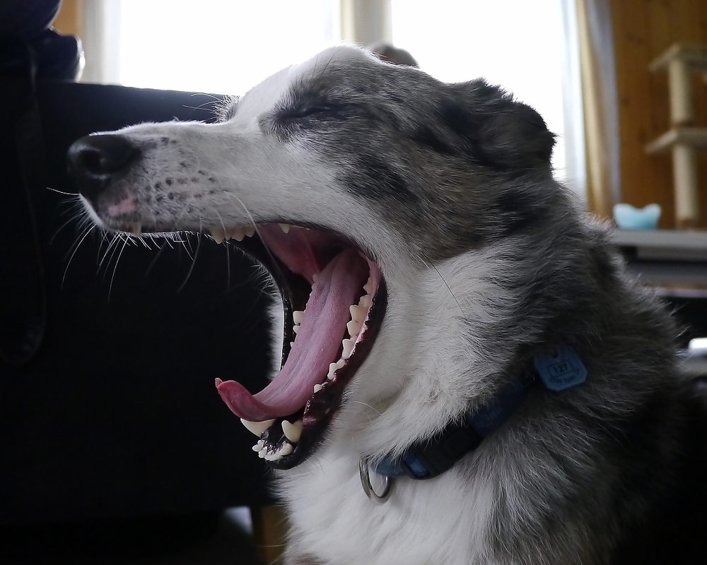 müde wie ein Hund..