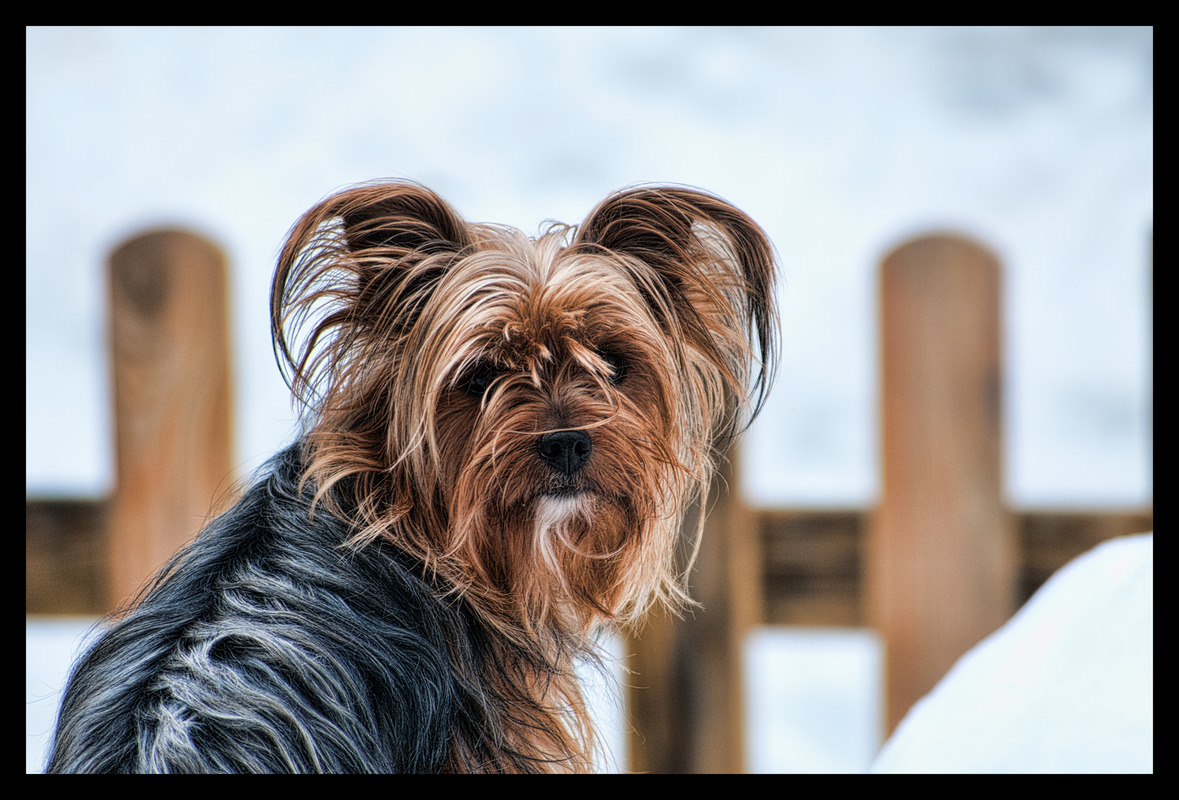 Yorkshire Terrier