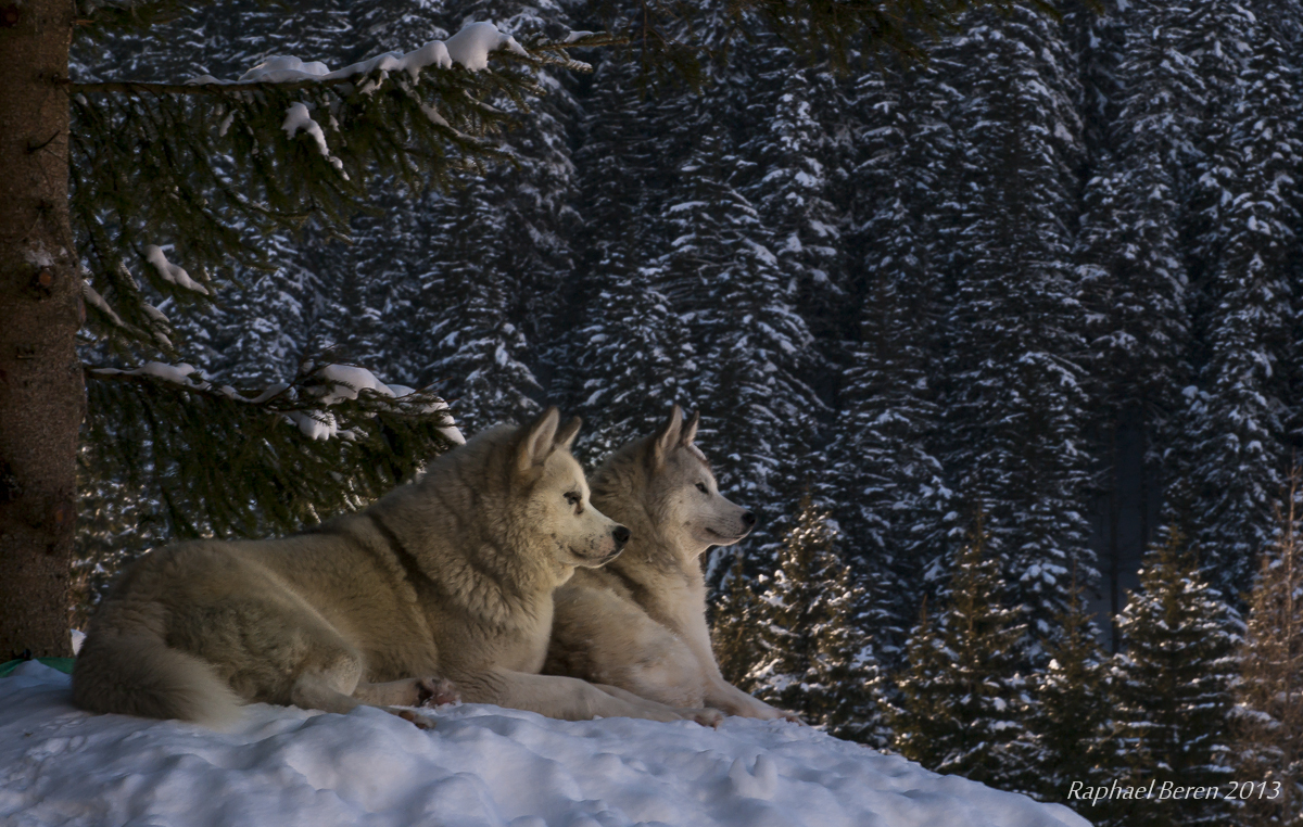 WOLFSBLUT
