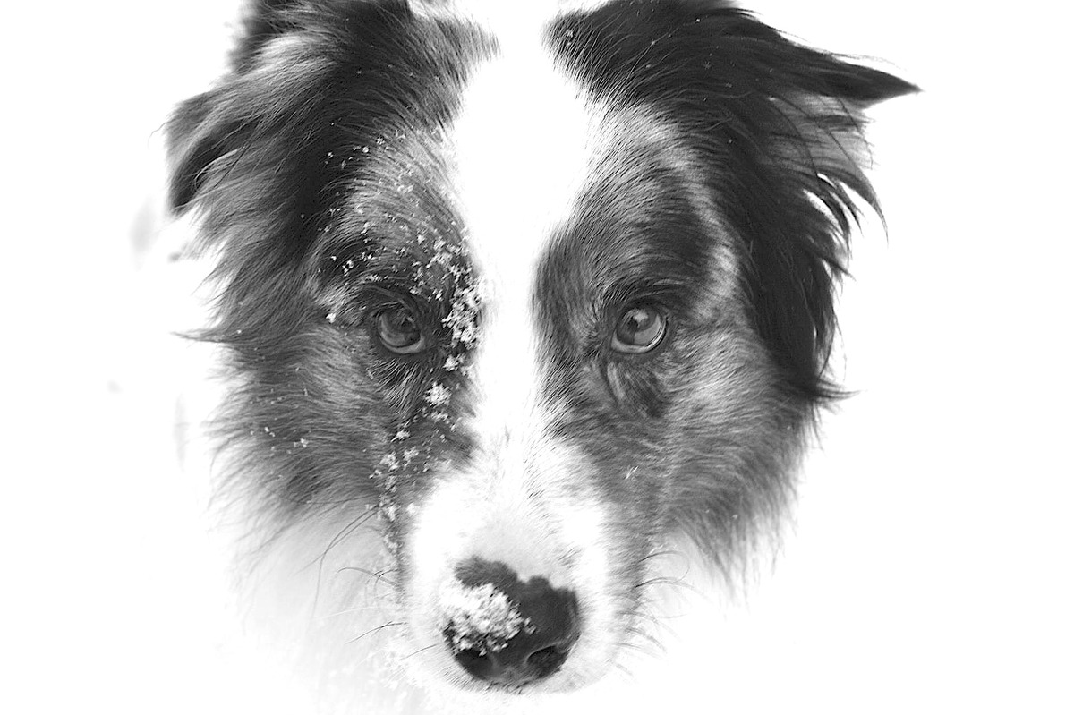 Unser Hund "Nighty "