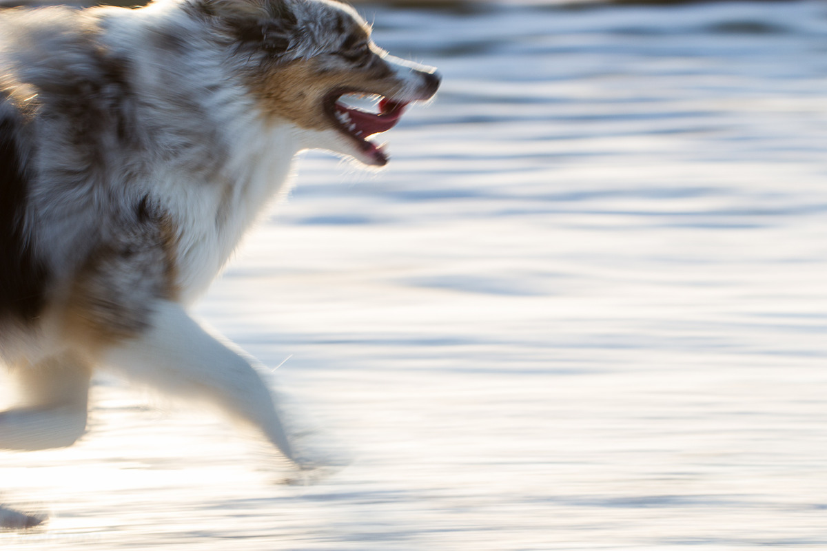 Australian Shepherd