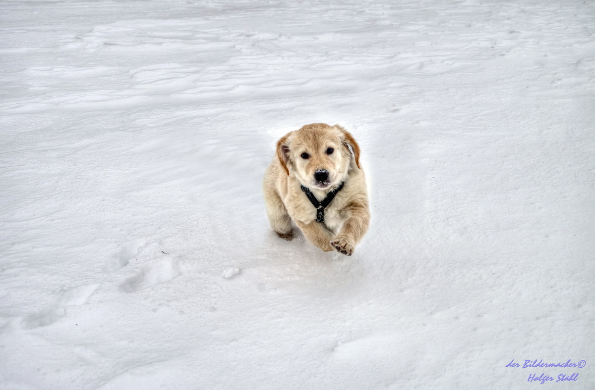 Akita im Schnee