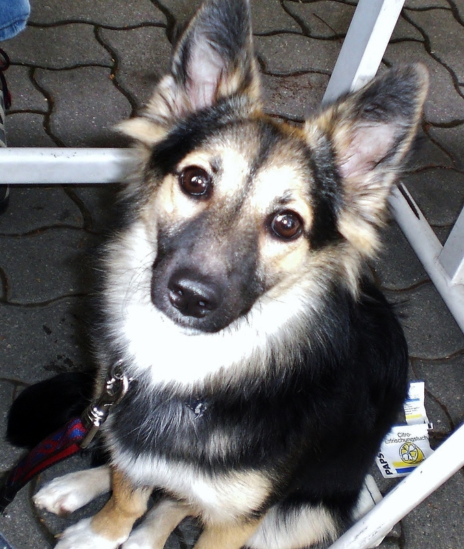Hund