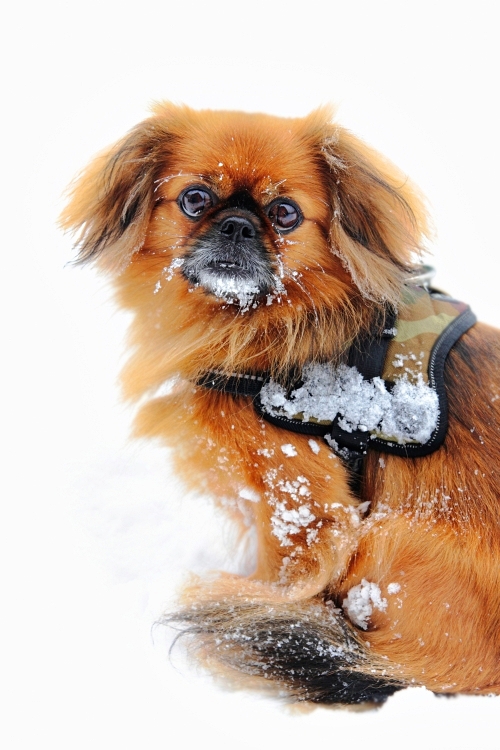 Wann kommt endlich der Frühling ...