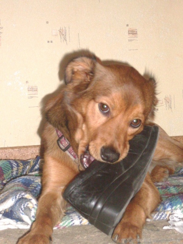 Schuhfetischist