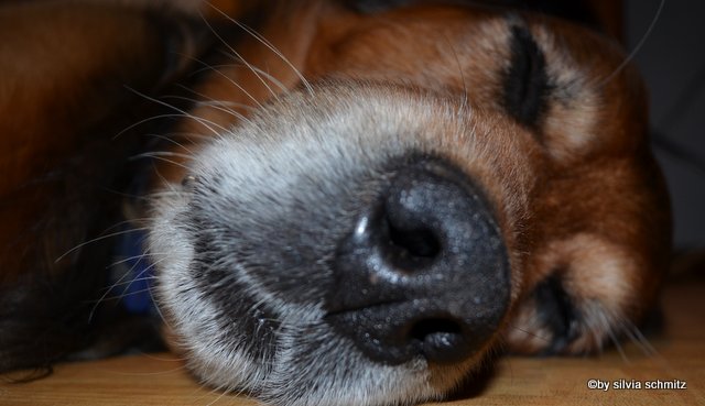hunde
