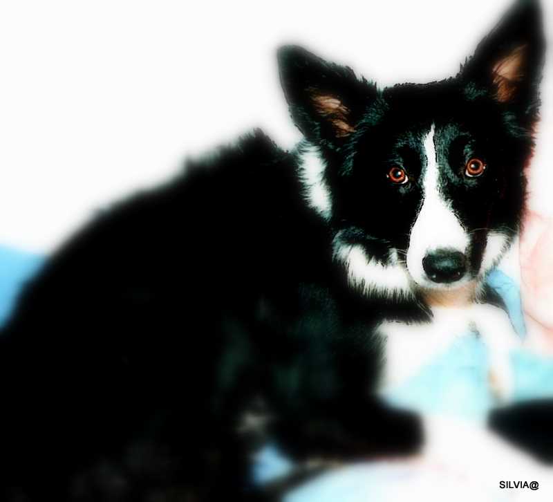 border collie