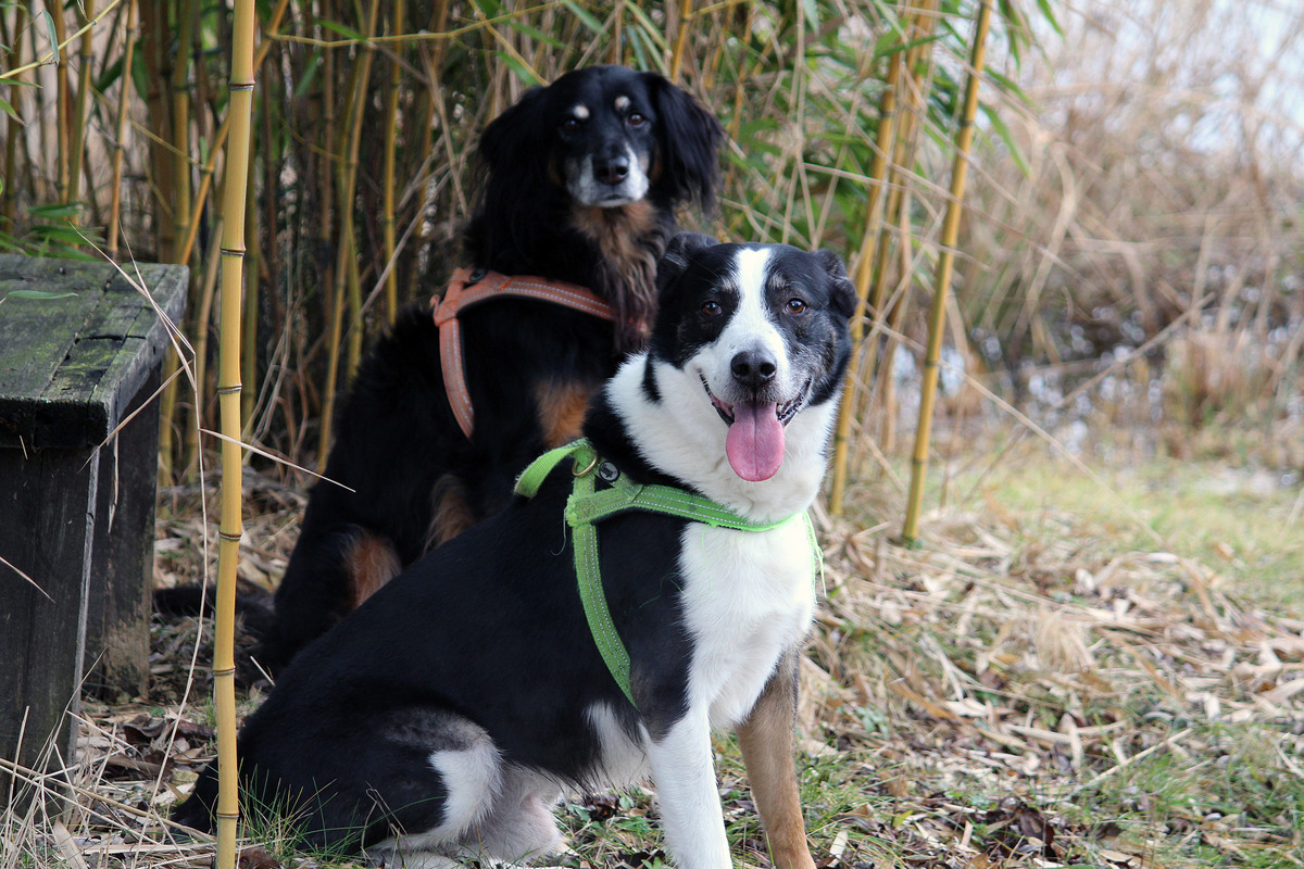 Best Friends...