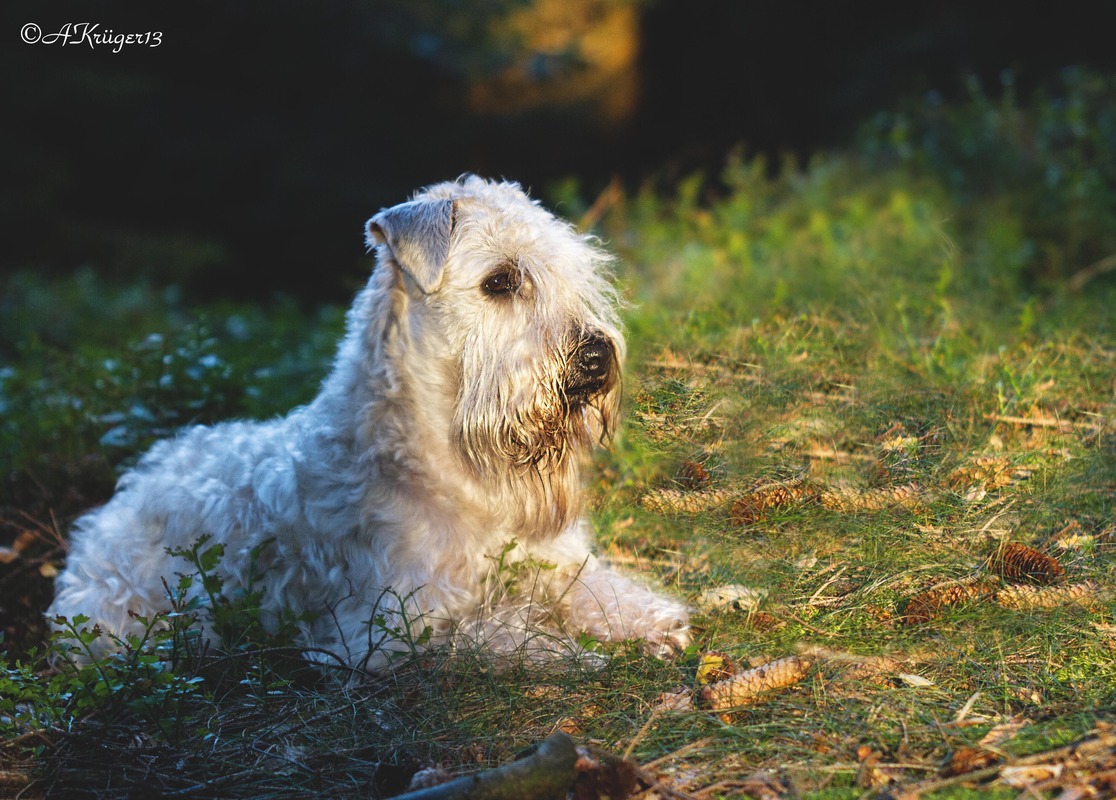 Mia mein Irish Soft Coated Wheaten Terrier