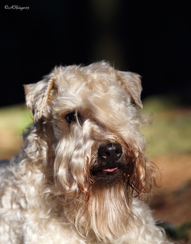 Irish Soft Coated Wheaten Terrier