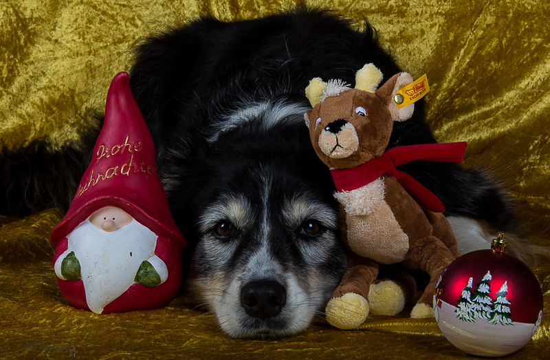 Indoor für die Weihnachtskarten