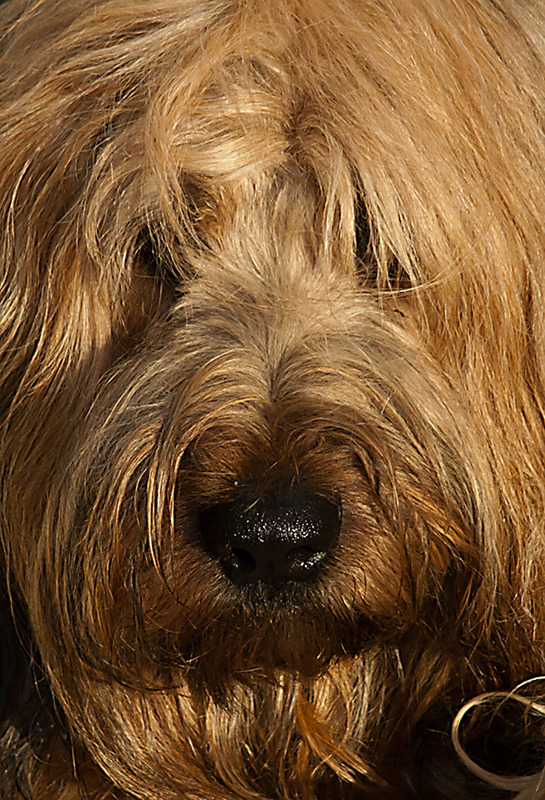 mein Briard