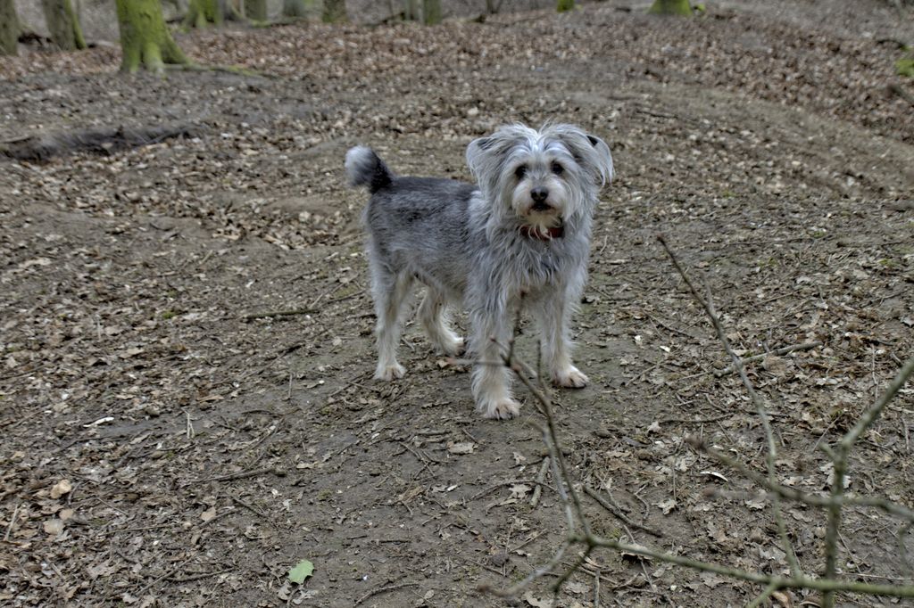 Mein treuer und ständiger Begleiter seit 13 Jahren "Sammy"