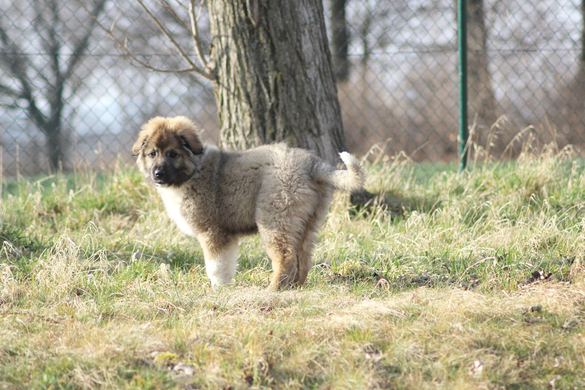 auf dem Hundeplatz