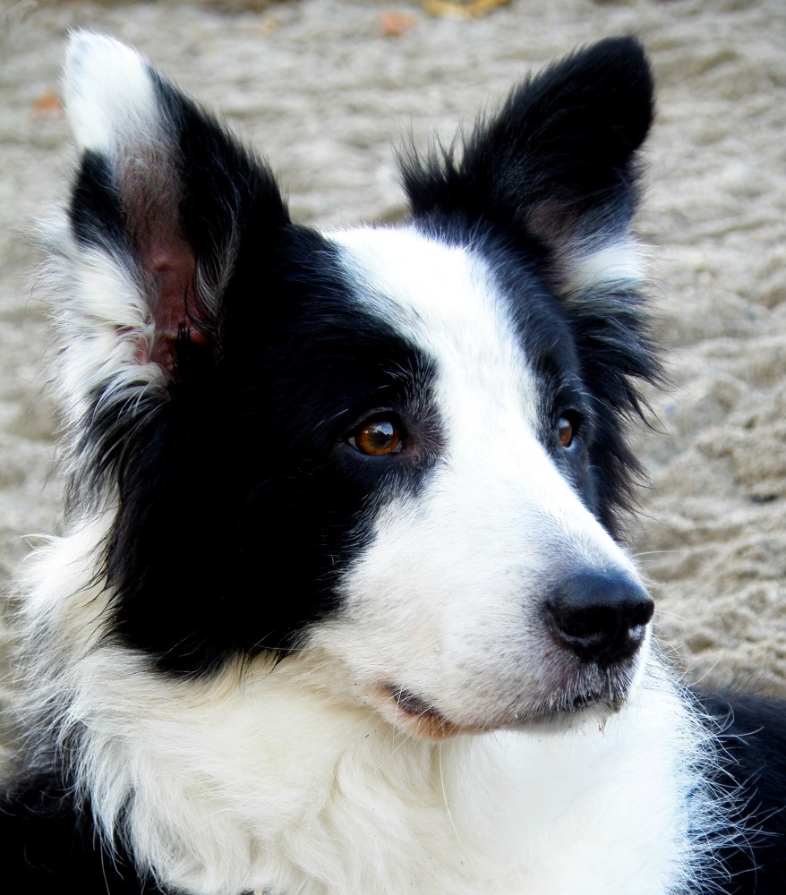 Hundeportrait