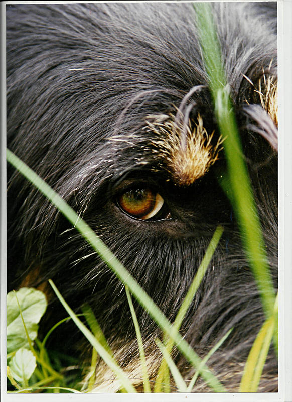 Das Auge des Freundes
