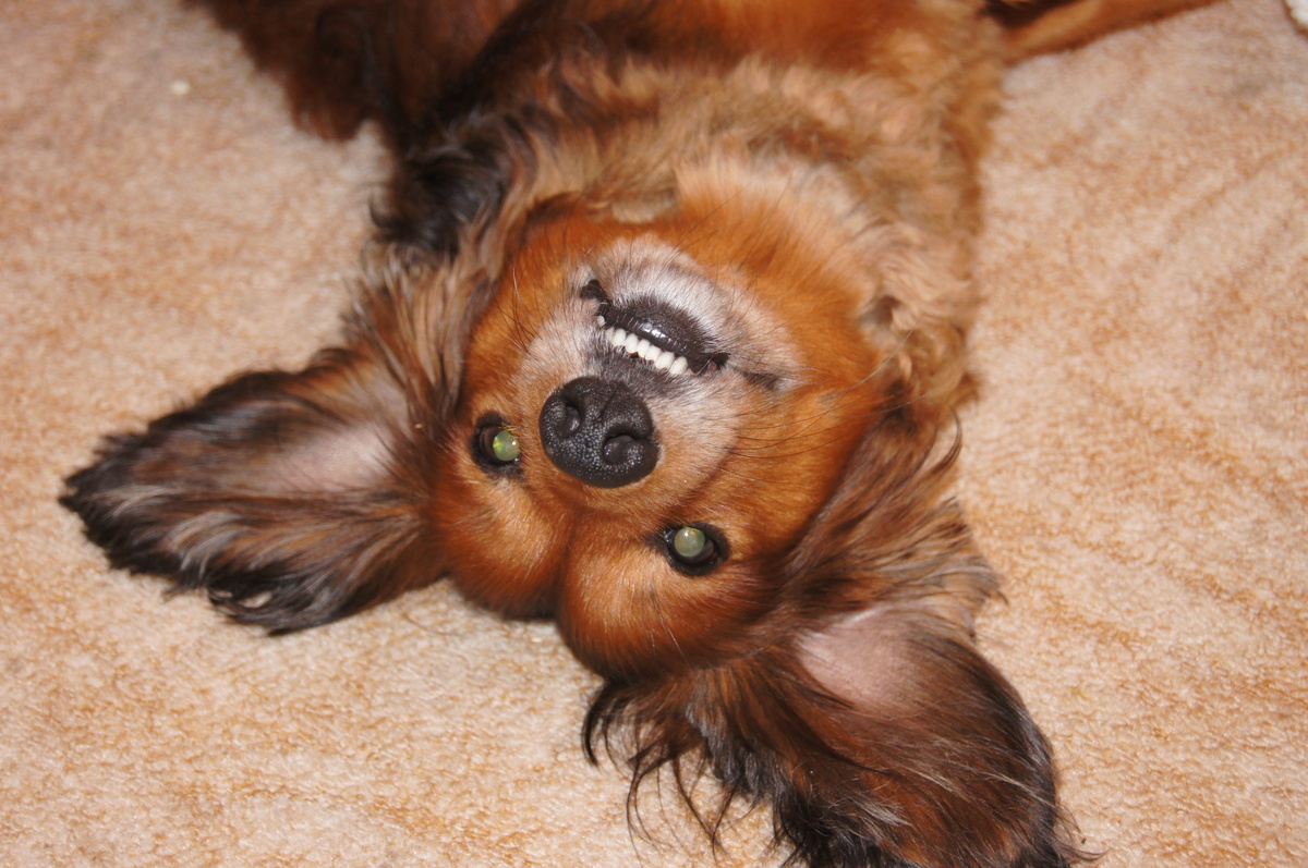 Hilfe die gremlin´s sind wieder da