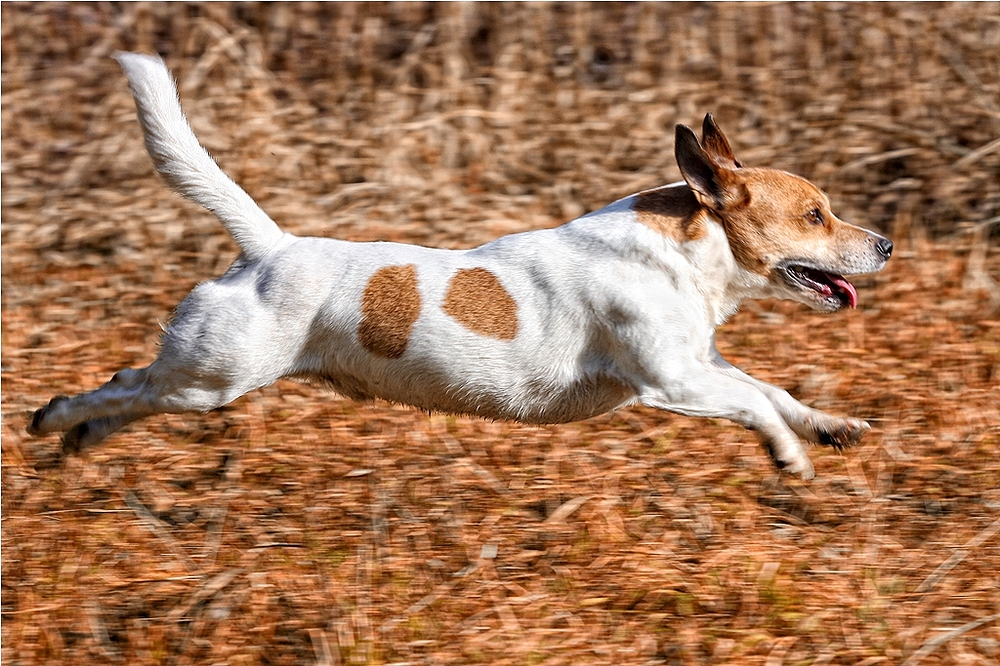 Mein bester Freund 2