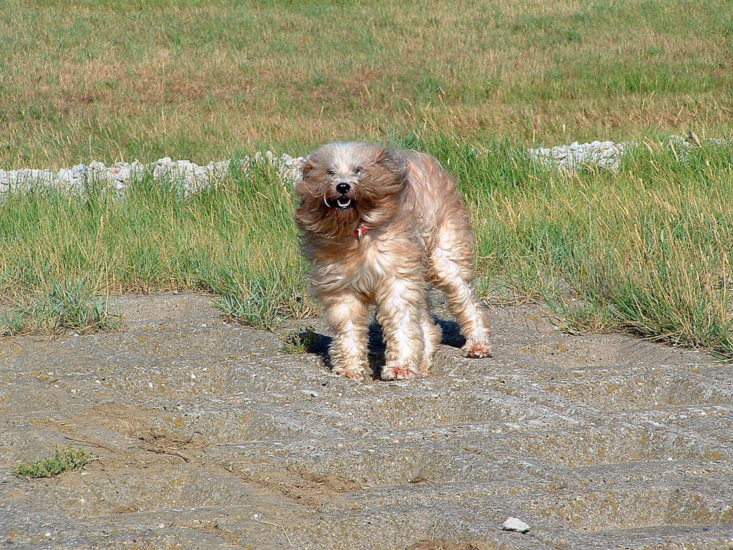 Mein Tibi und Border Collie bei wind in Holland
