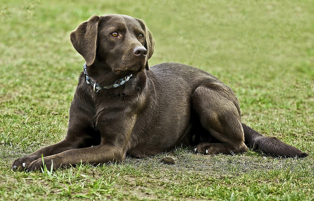 "Labrador" wirft sich in Pose
