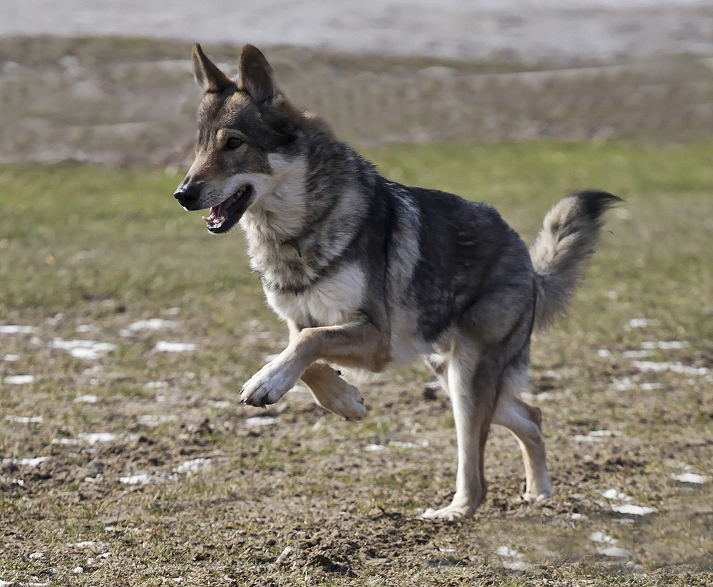 Tschechoslowakischer Wolfshund