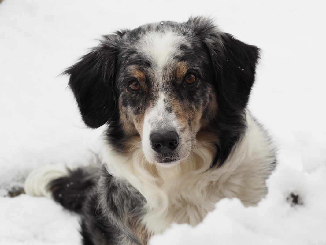 Unser Hundedame Fanny