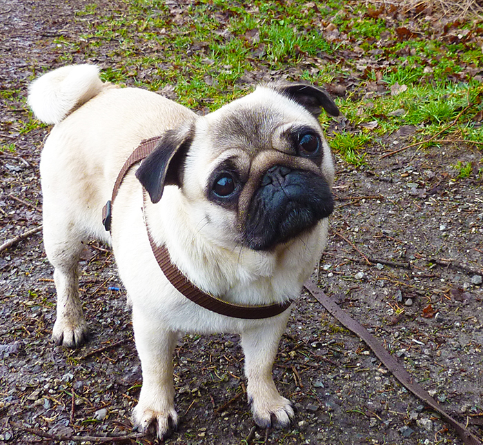 Spaziergang mit Shanti