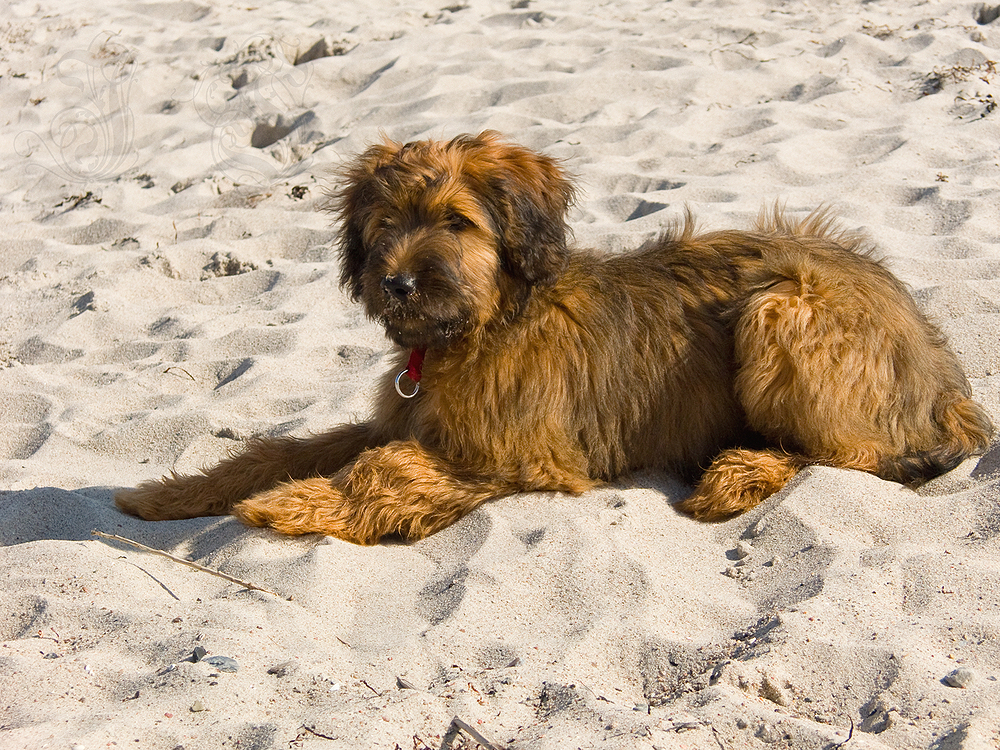Strandschönheit