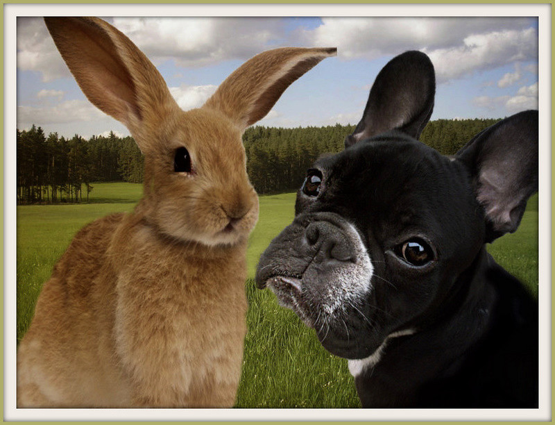 Der Vergleich hinkt....oder?