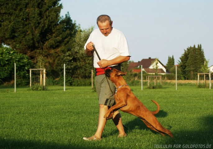 Boxerjunghund lernt