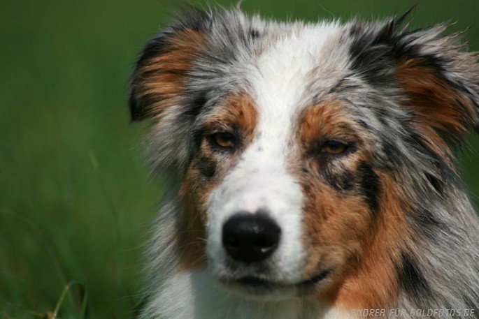 Australian Shepherd "Dari"