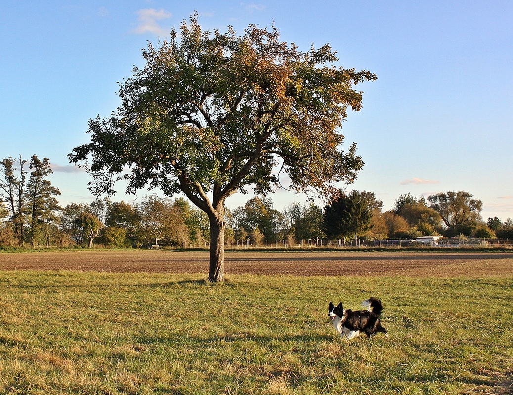 Lasko im herbstlichen Feld ...